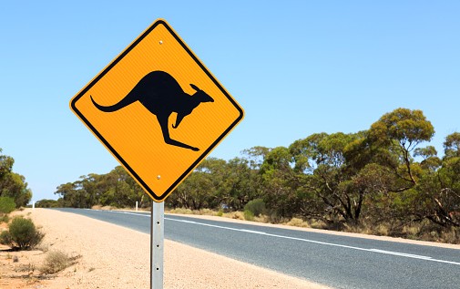 kangoroo warning