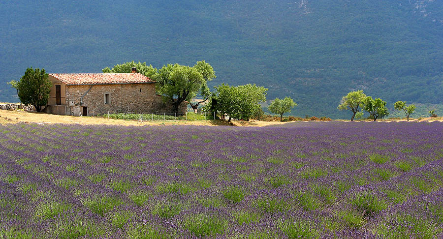 Things you have to do in Provence
